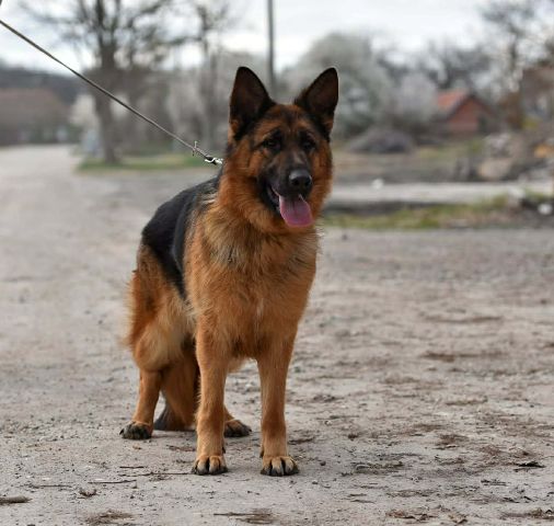 Nemački ovčar ženka