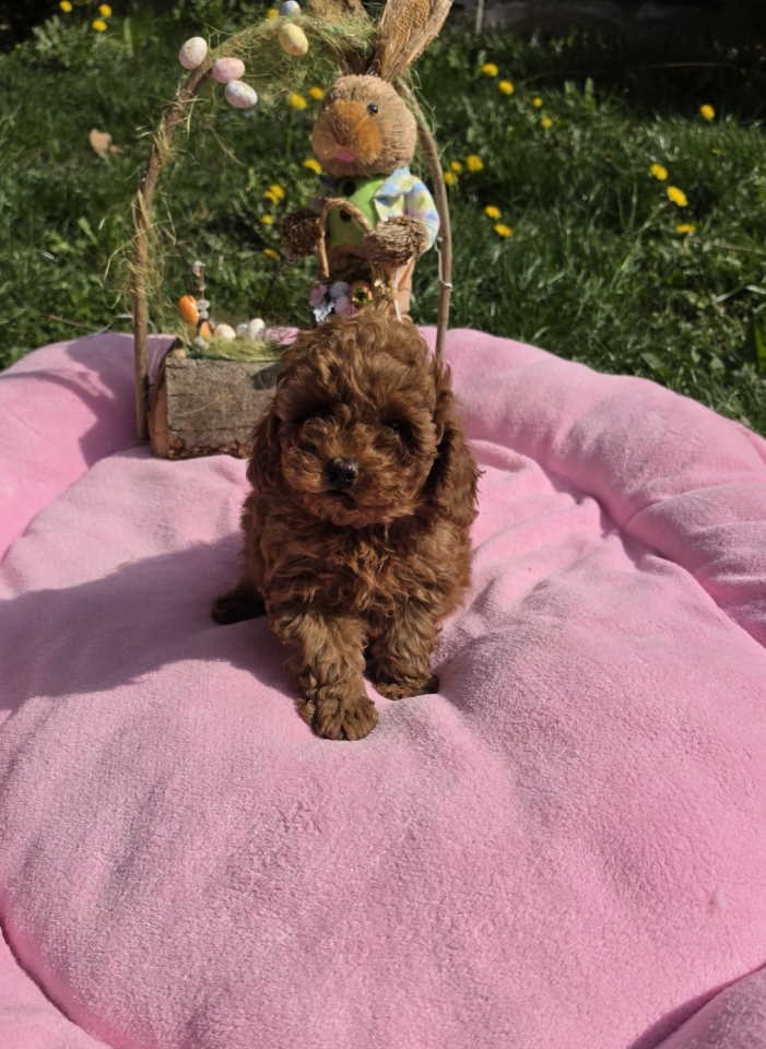 Toy pudle nove bebice