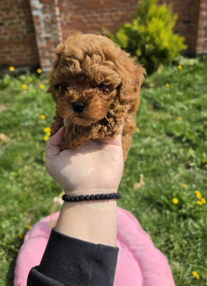 Toy pudle nove bebice