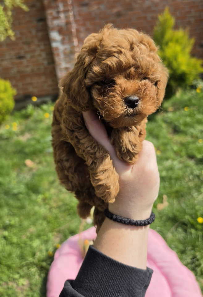 Toy pudle nove bebice