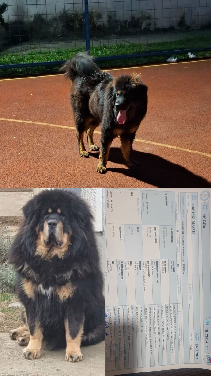 Prodaju se stenad Tibetanskog Mastifa sampionskog porijekla