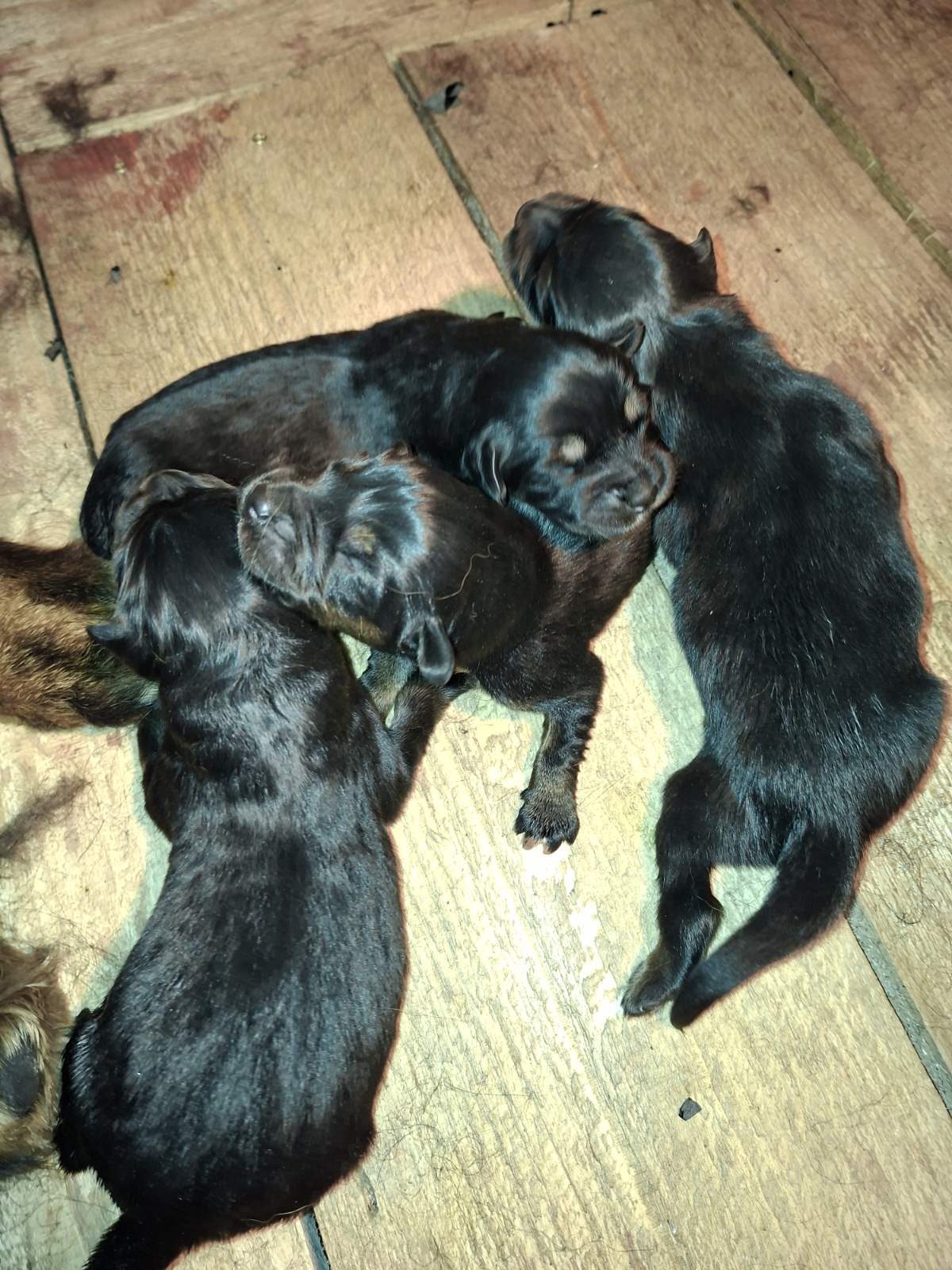 Prodaju se stenad Tibetanskog Mastifa sampionskog porijekla