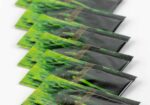 Barley Grass – Kesice