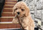 Maltipoo vrhunske genetike