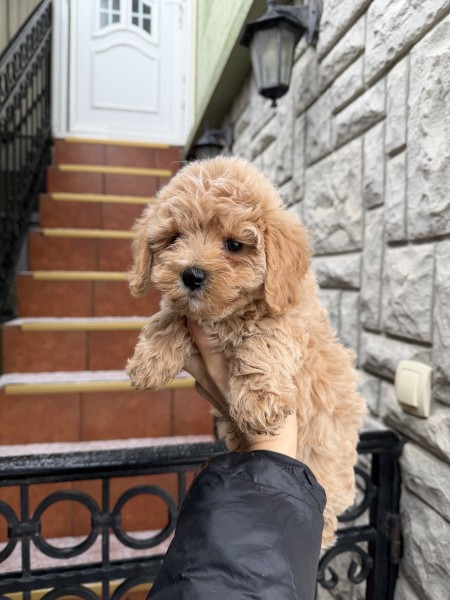 Maltipoo vrhunske genetike