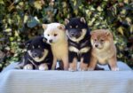 Shiba Inu / Šiba inu
