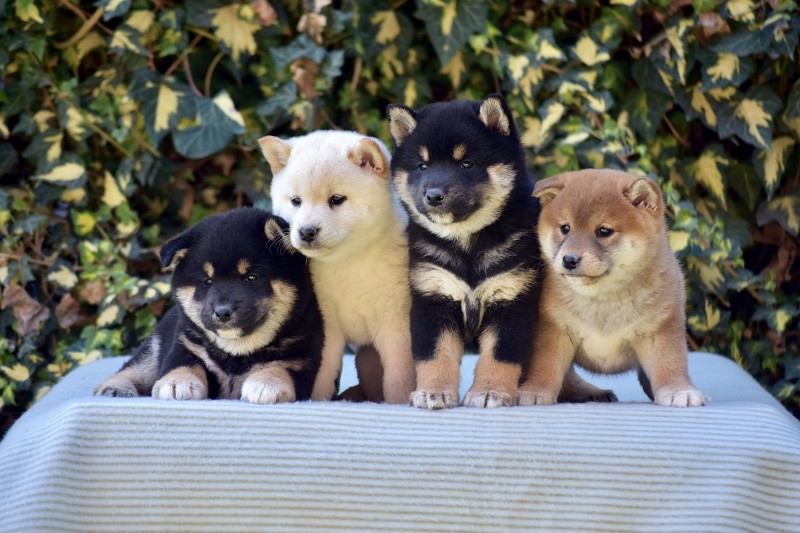 Shiba Inu / Šiba inu