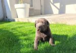 Štenci čokoladnog labradora