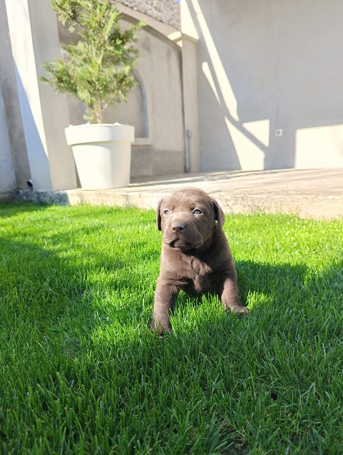 Štenci čokoladnog labradora