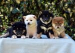 Shiba Inu / Šiba inu