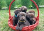 Braon Labrador štenci