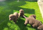 Štenci čokoladnog labradora