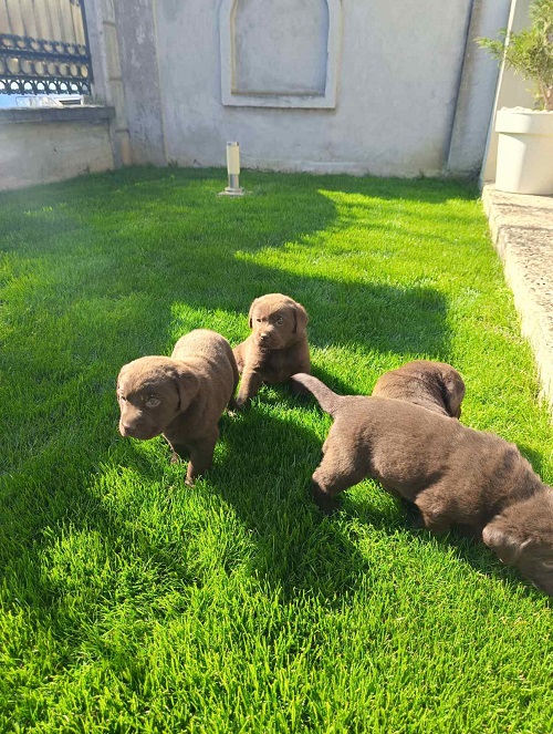 Štenci čokoladnog labradora