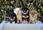 Shiba Inu / Šiba inu