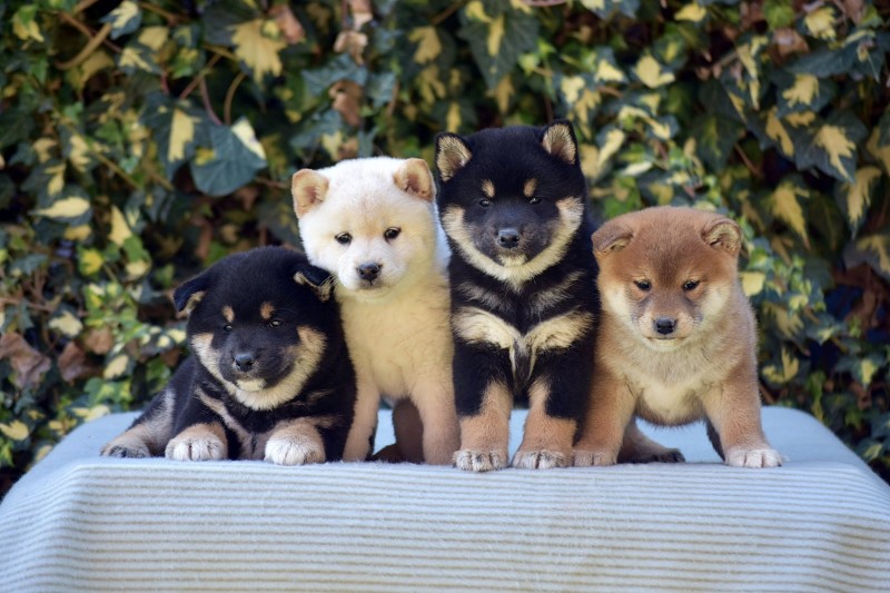 Shiba Inu / Šiba inu