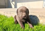 Štenci čokoladnog labradora