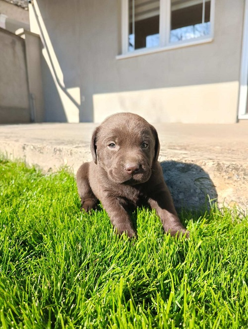 Štenci čokoladnog labradora