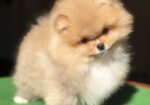 Pomeranski špic,Pomeranac,Pomeranian,Boo štenci