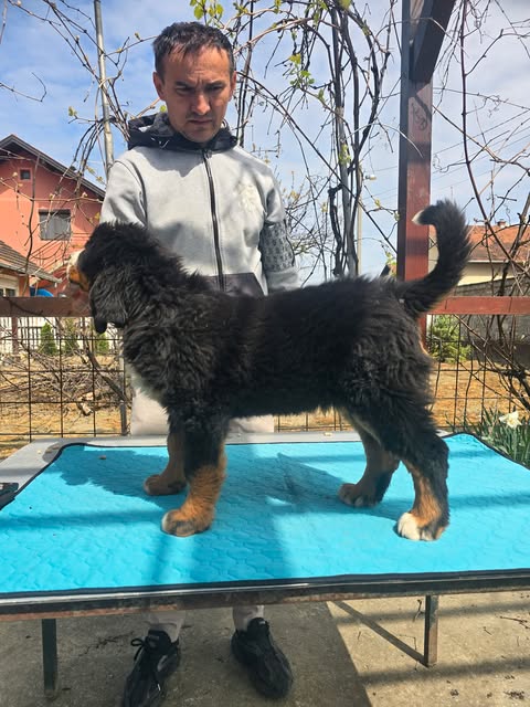 Bernski planinski pas štenci