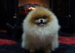 Pomeranski špic,Pomeranac,Pomeranian,Boo štenci