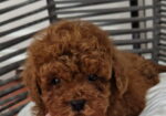 Pudle toy I teacup