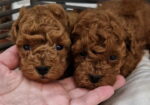 Pudle toy I teacup