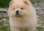 Chow Chow Cau Cau Čau Čau