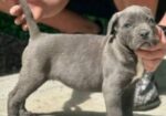 Cane Corso štenci