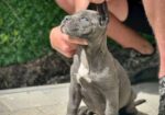 Cane Corso štenci