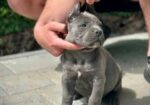 Cane Corso štenci