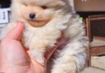 Najlepsi Pomeranci Boo samo u Pom_Hash_Starsu,