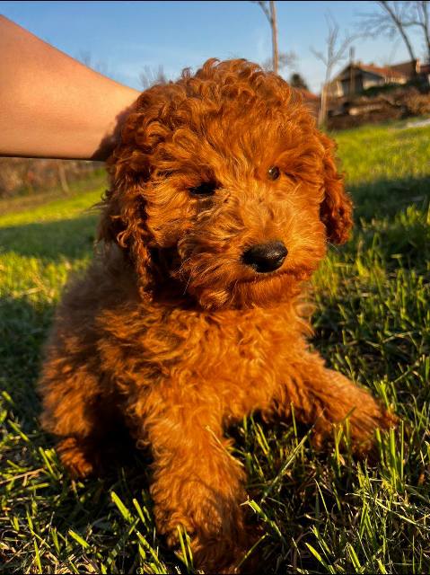 Mini pudle crvene boje