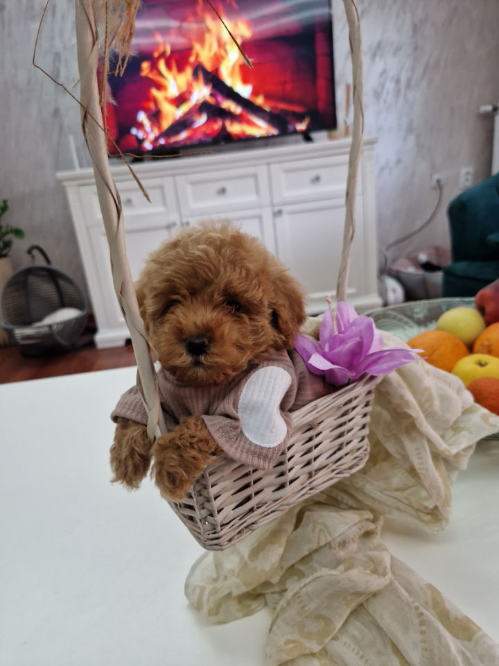 Toy pudle maleni mečići