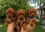 Teacup pudle