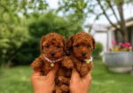 Teacup pudle