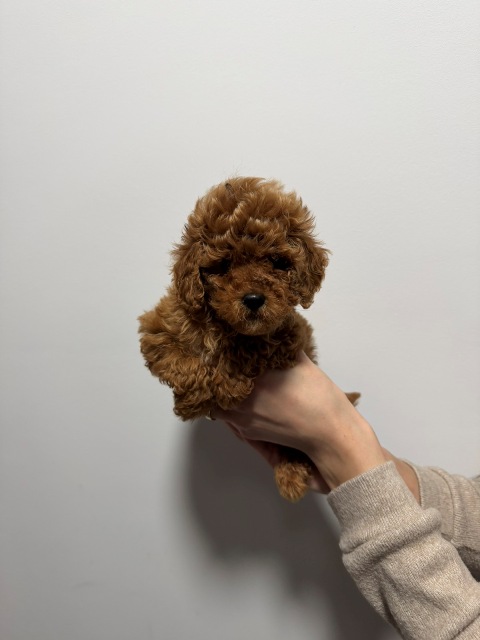 Crvene i aprikot toy pudle