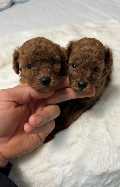 Crvene i aprikot toy pudle