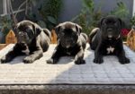 Crni Cane Corso štenci – rezervacije u toku