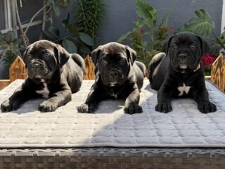 1-canecorsoZP0526