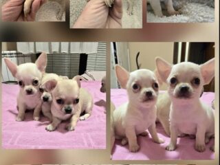 1-chihuahuaB0526