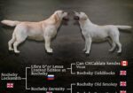 Stenci LABRADOR retrivera