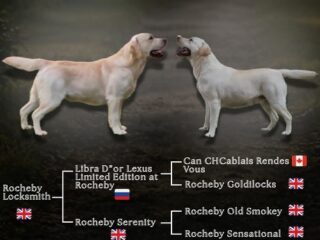 1-labradorD0526