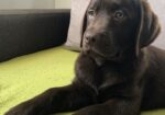 LABRADOR retriver, čokoladni štenci