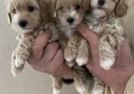 Mini maltipoo