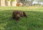 Čokoladni labrador