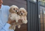 Maltipoo vrhunske genetike