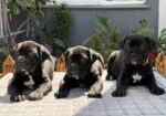 Crni Cane Corso štenci – rezervacije u toku
