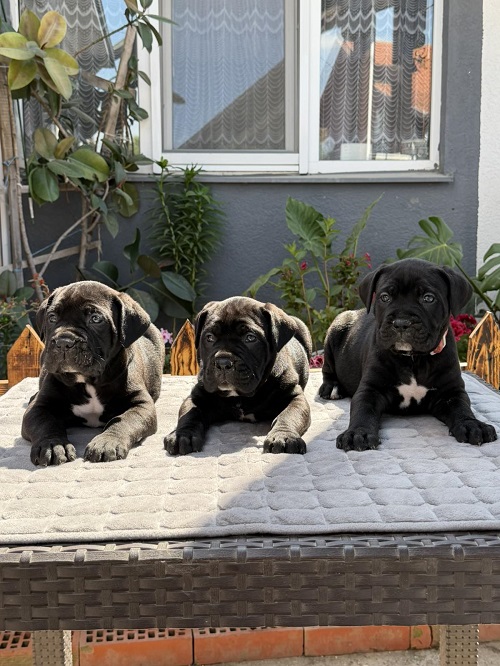 Crni Cane Corso štenci – rezervacije u toku