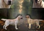 Stenci LABRADOR retrivera