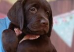 LABRADOR retriver, čokoladni štenci
